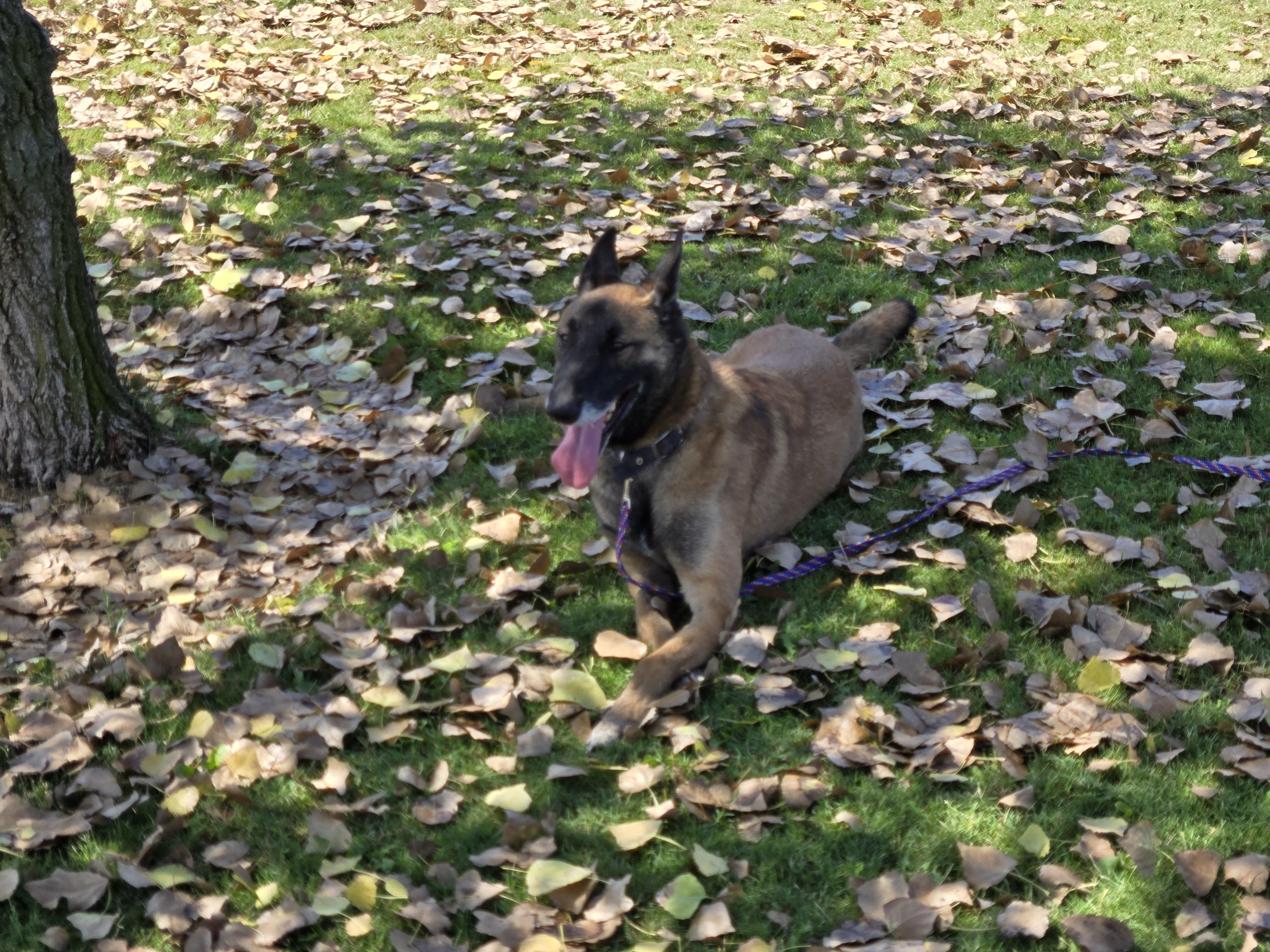 Loren, a Adoptable Belgian Shepherd / Malinois in Vancouver, WA image 6/6