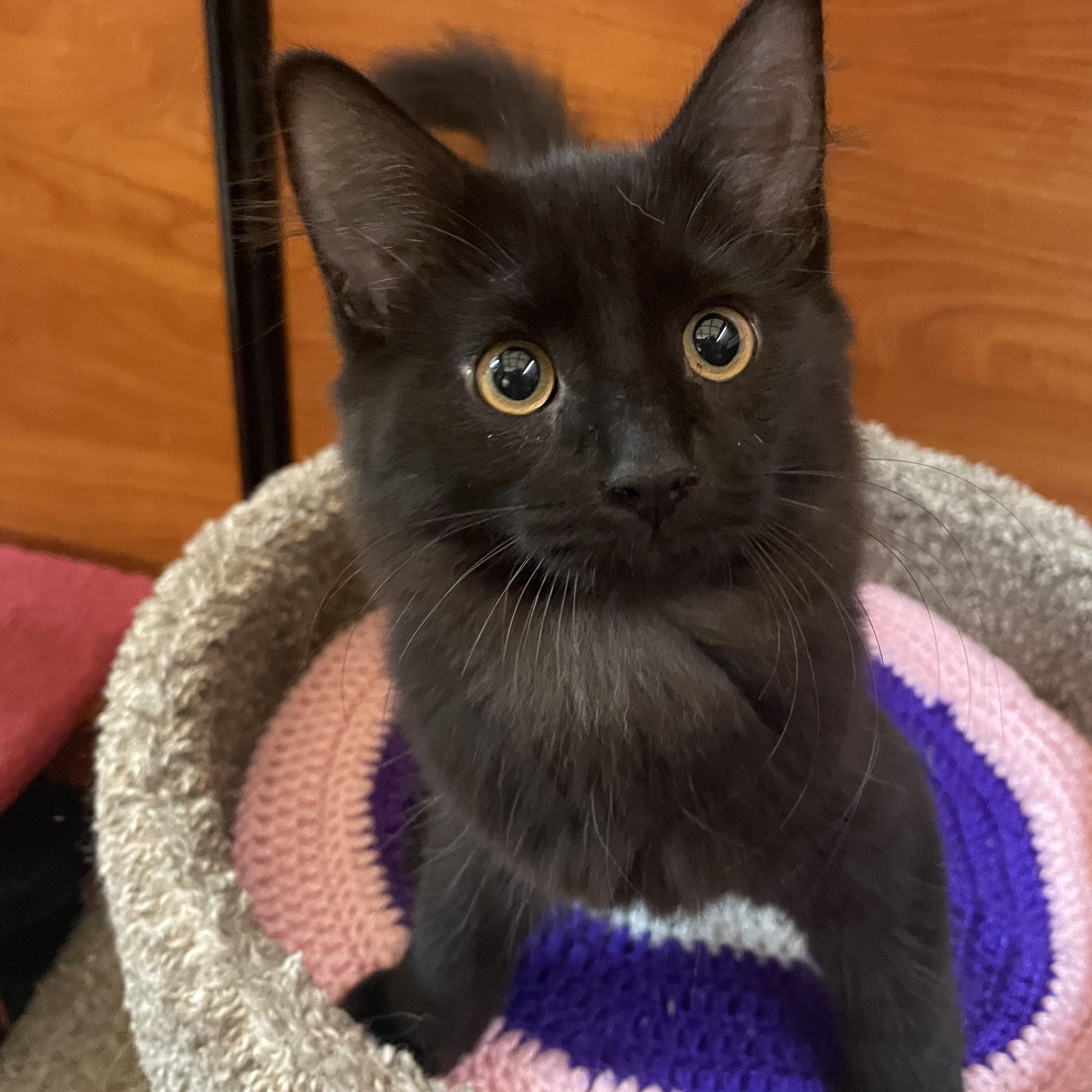 Enlarge Malbec (bonded with Chardonnay), a Adopted Domestic Long Hair in Pickering, ON image 1/5