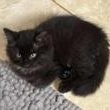 Enlarge Malbec (bonded with Chardonnay), a Adopted Domestic Long Hair in Pickering, ON image 2/5