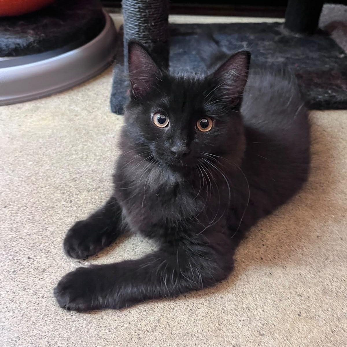 Enlarge Malbec (bonded with Chardonnay), a Adopted Domestic Long Hair in Pickering, ON image 4/5