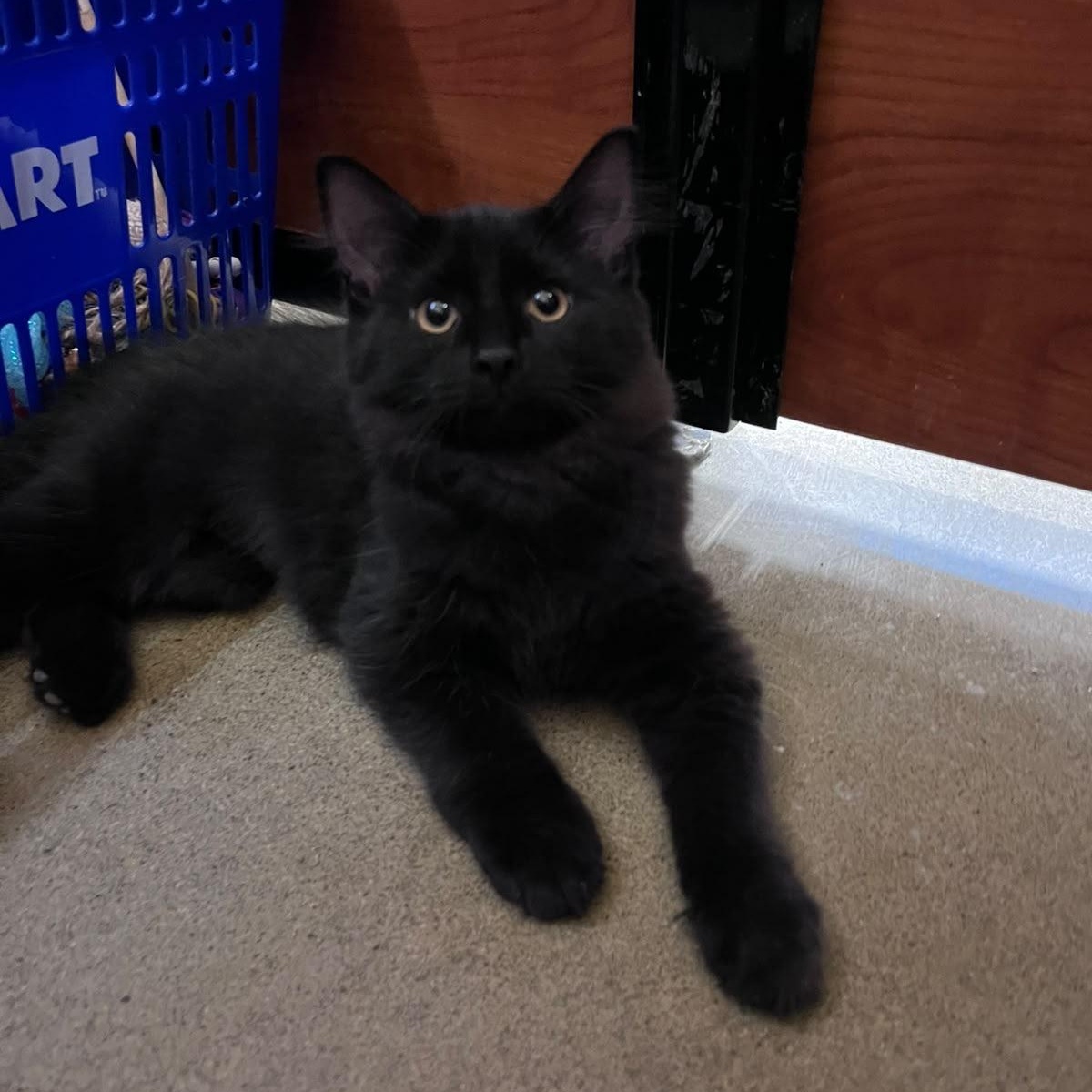 Enlarge Malbec (bonded with Chardonnay), a Adopted Domestic Long Hair in Pickering, ON image 5/5