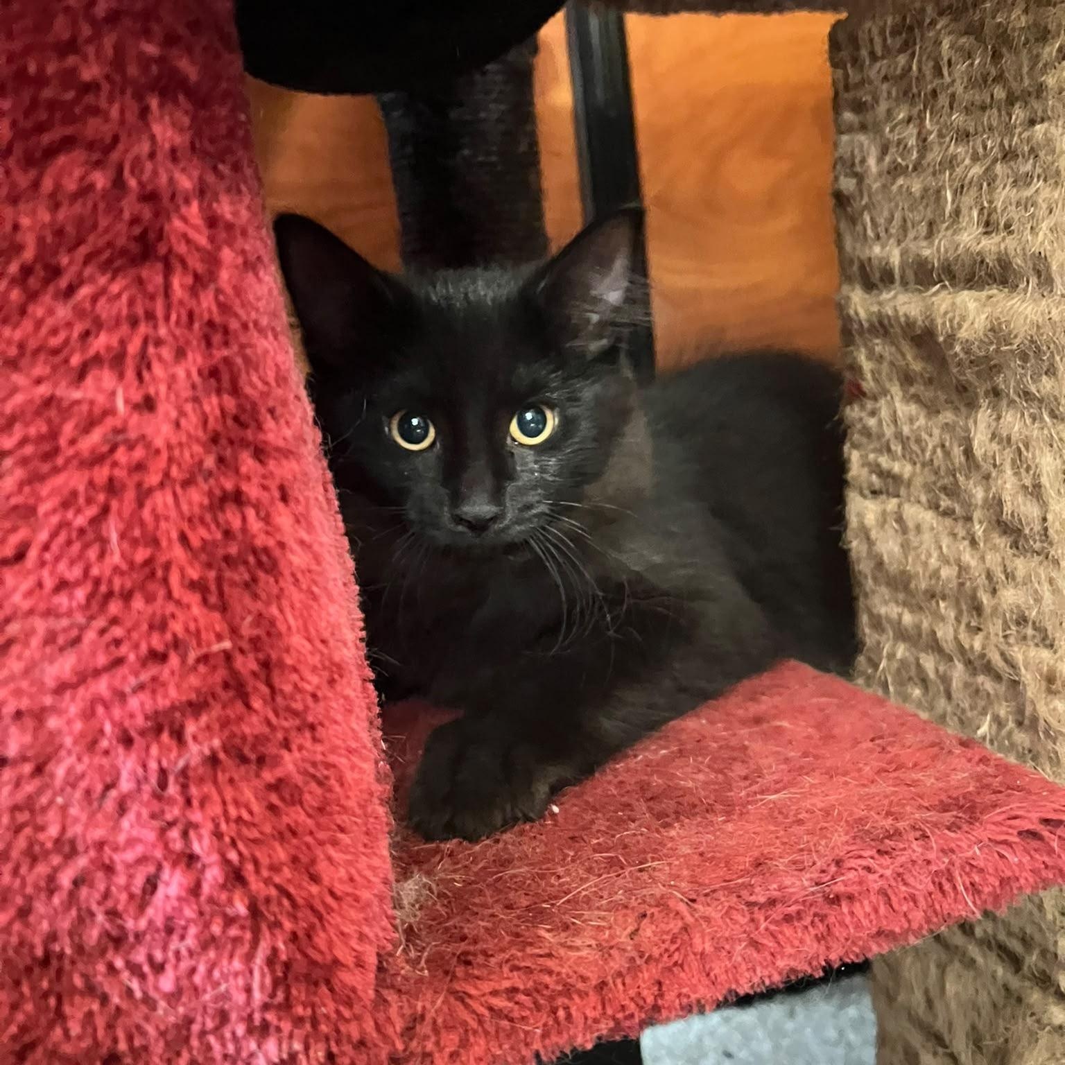 Enlarge Malbec (bonded with Chardonnay), a Adopted Domestic Long Hair in Pickering, ON image 3/5