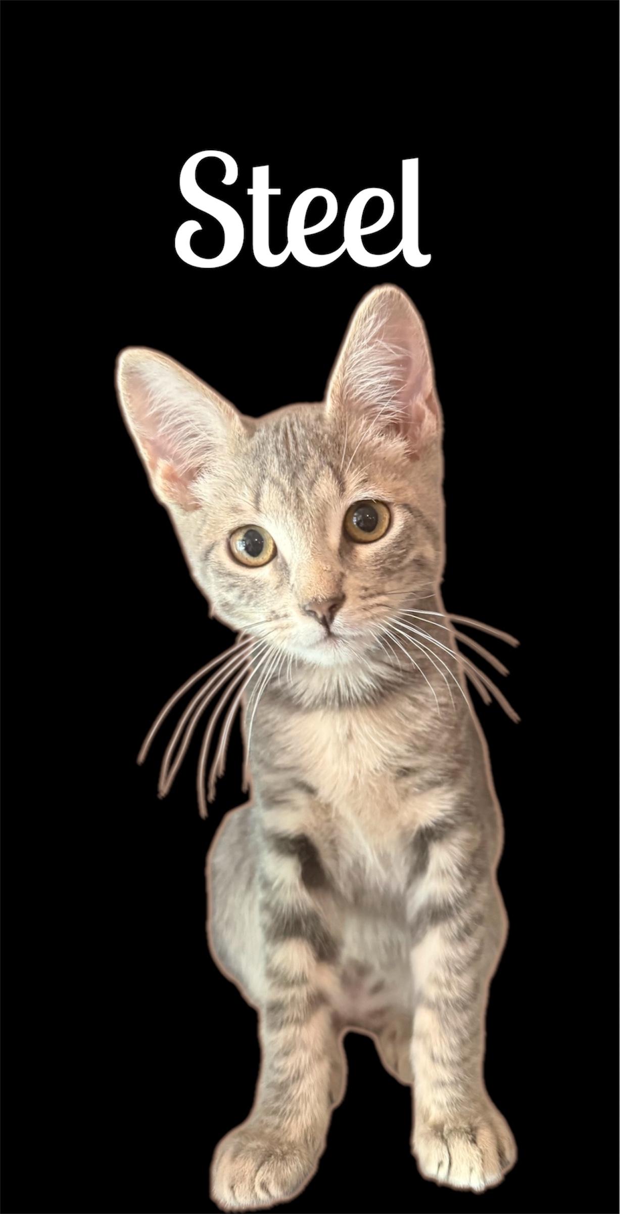 Enlarge Steel (Bonded with Sprite), a ADOPTABLE Domestic Short Hair in Auburn, CA image 1/1