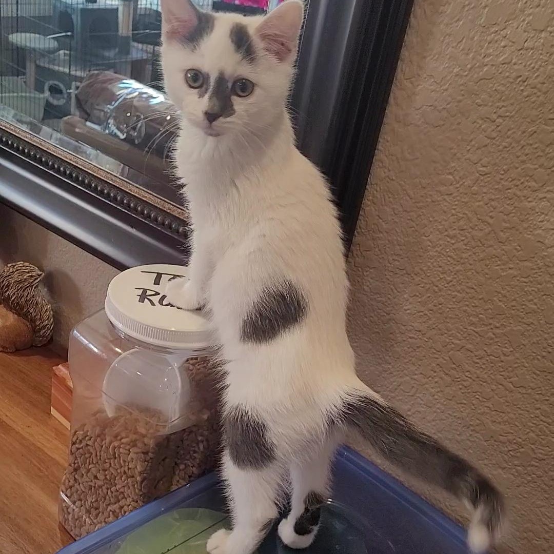 STORM, a Adoptable mixed breed in Escalon, CA image 2/6