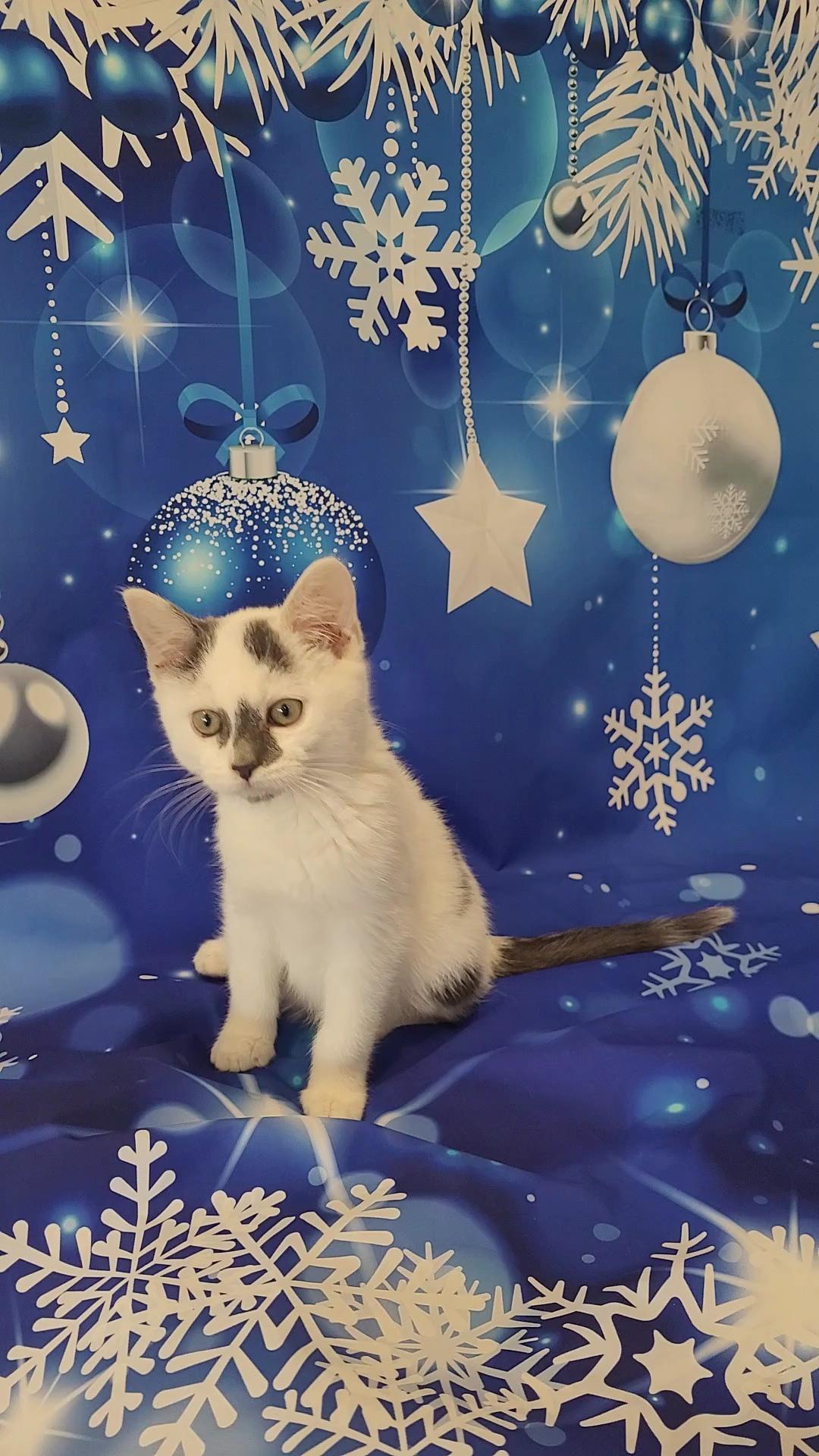 STORM, a Adoptable mixed breed in Escalon, CA image 3/6