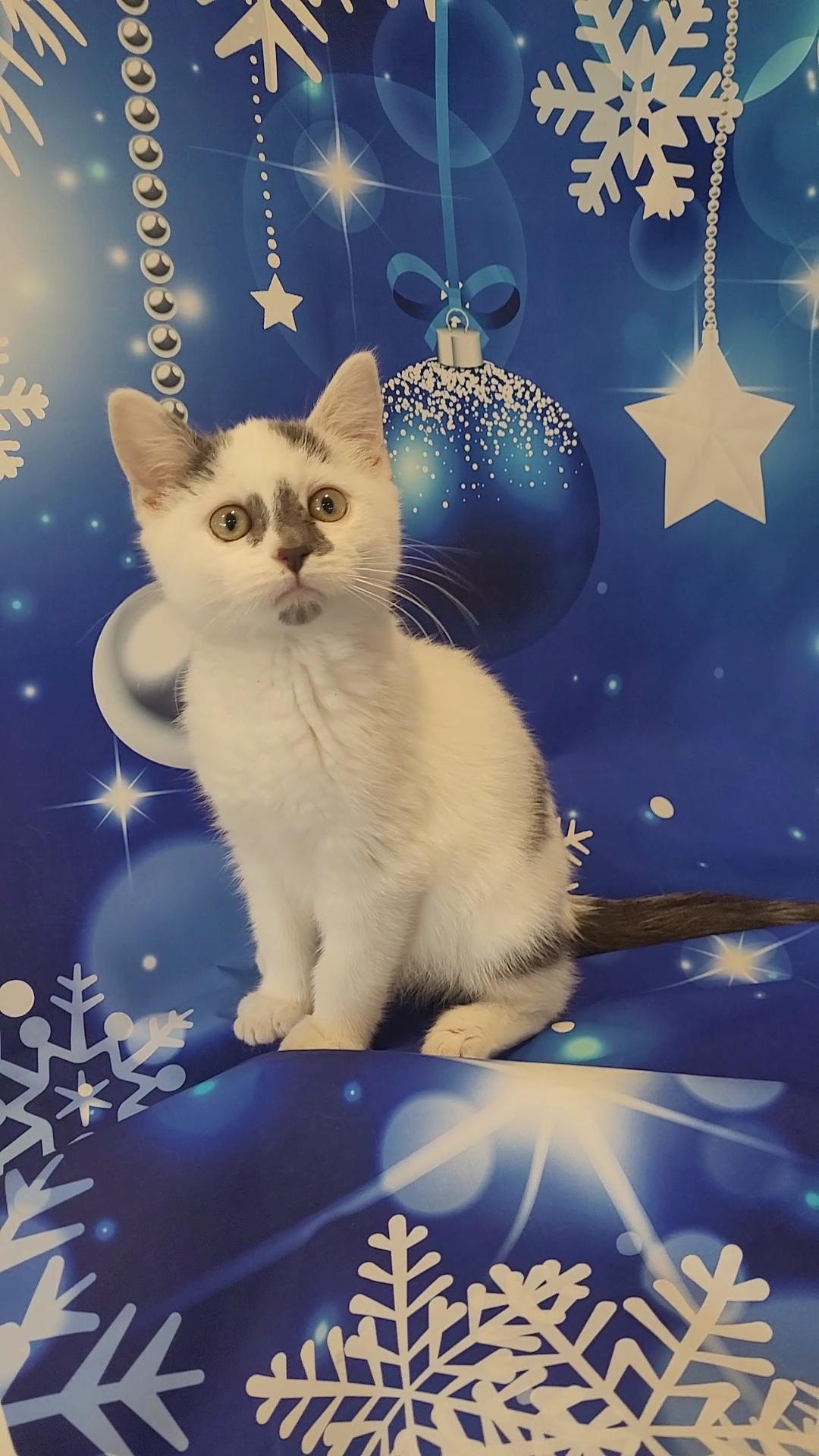 STORM, Adoptable, Kitten Male Domestic Short Hair & British Shorthair.