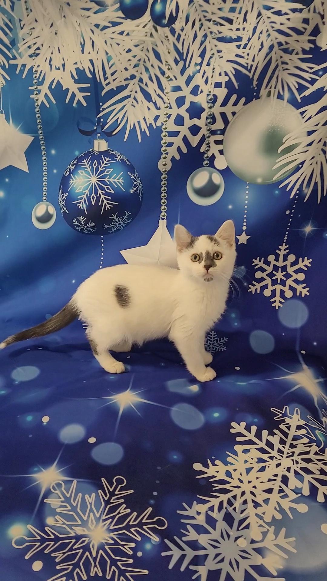 STORM, a Adoptable mixed breed in Escalon, CA image 4/6