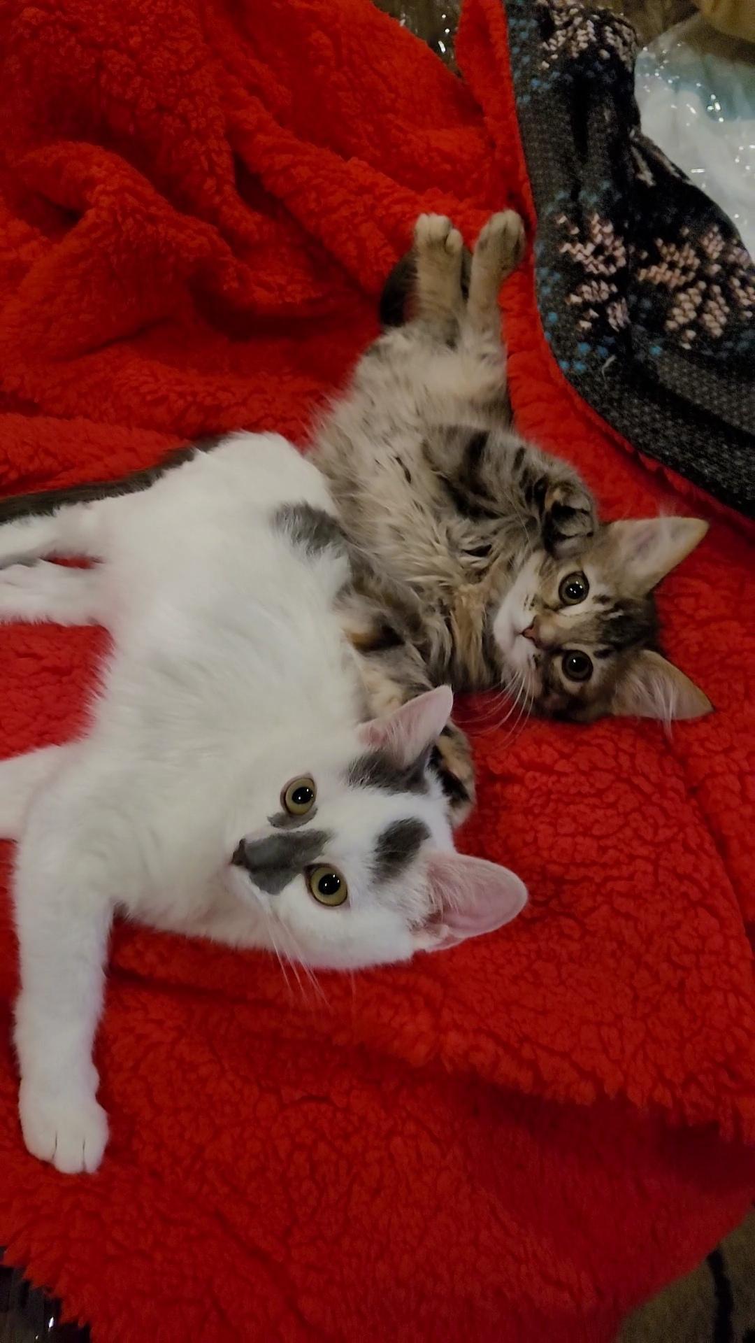 STORM (& ALIZE) , Adoptable, Kitten Male Domestic Short Hair & British Shorthair.