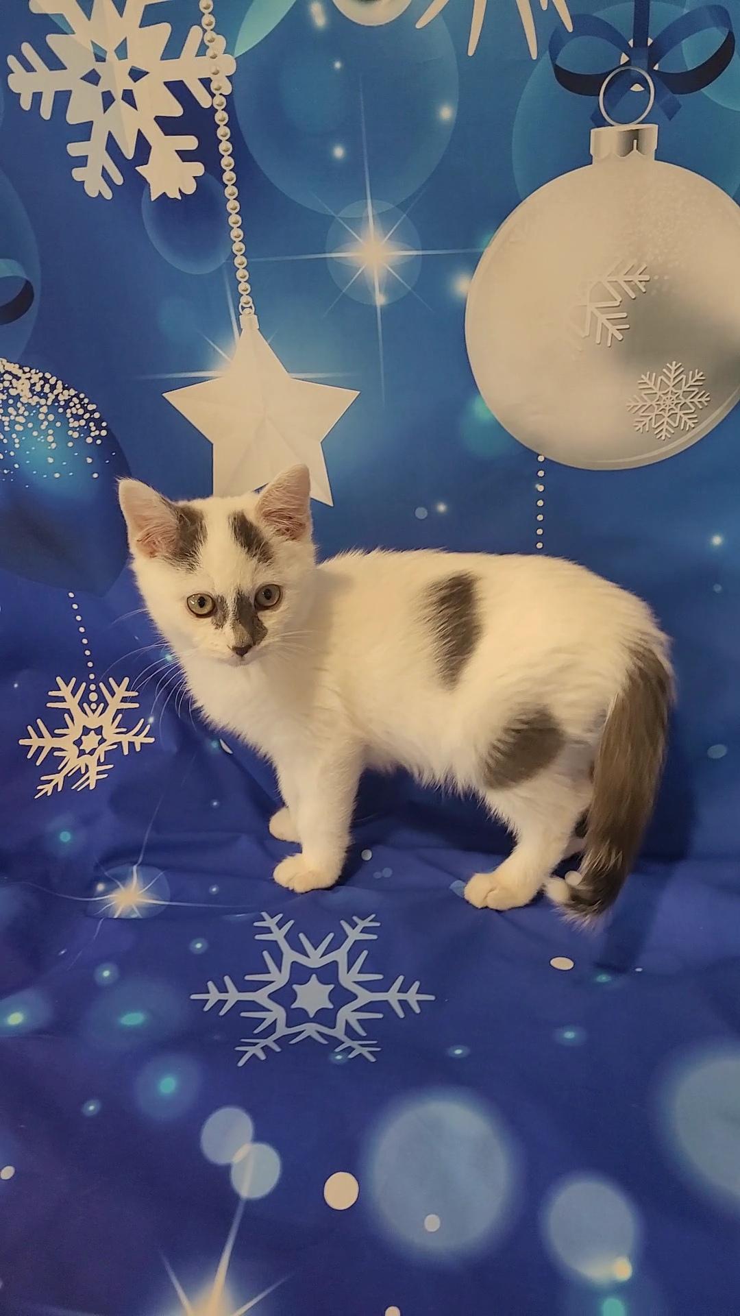 STORM, a Adoptable mixed breed in Escalon, CA image 5/6