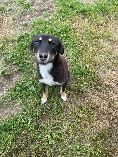Enlarge Rachel, a ADOPTABLE mixed breed in wetaskiwin, AB image 1/1