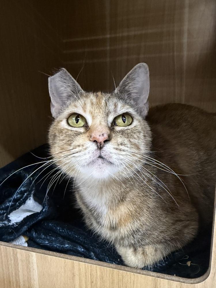 Enlarge Antonia, a Adoptable Domestic Short Hair in Orlando, FL image 2/6