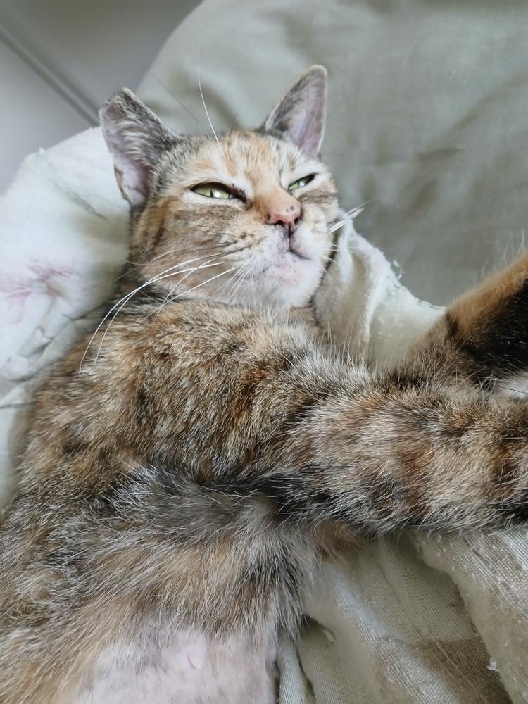 Enlarge Antonia, a Adoptable Domestic Short Hair in Orlando, FL image 2/5