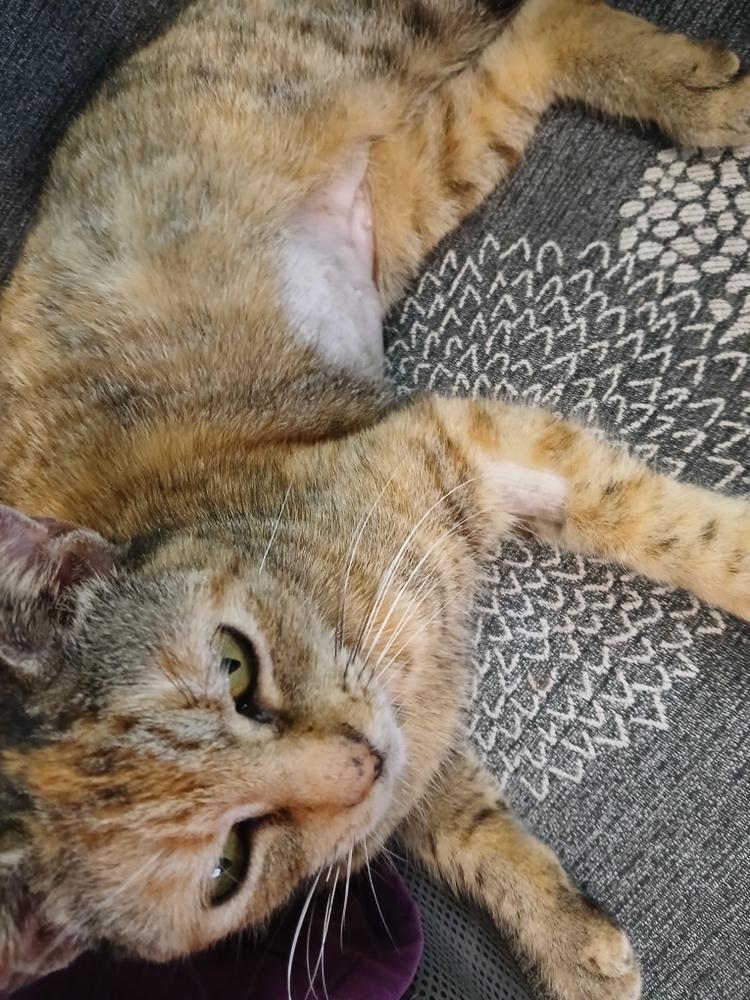 Enlarge Antonia, a Adoptable Domestic Short Hair in Orlando, FL image 3/5