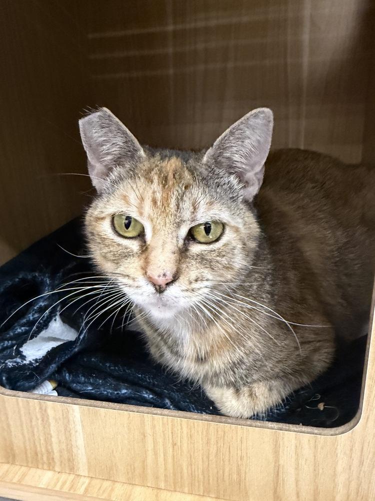 Enlarge Antonia, a Adoptable Domestic Short Hair in Orlando, FL image 5/6