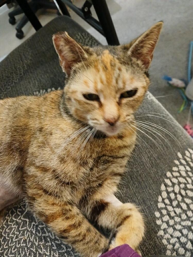 Enlarge Antonia, a Adoptable Domestic Short Hair in Orlando, FL image 4/5