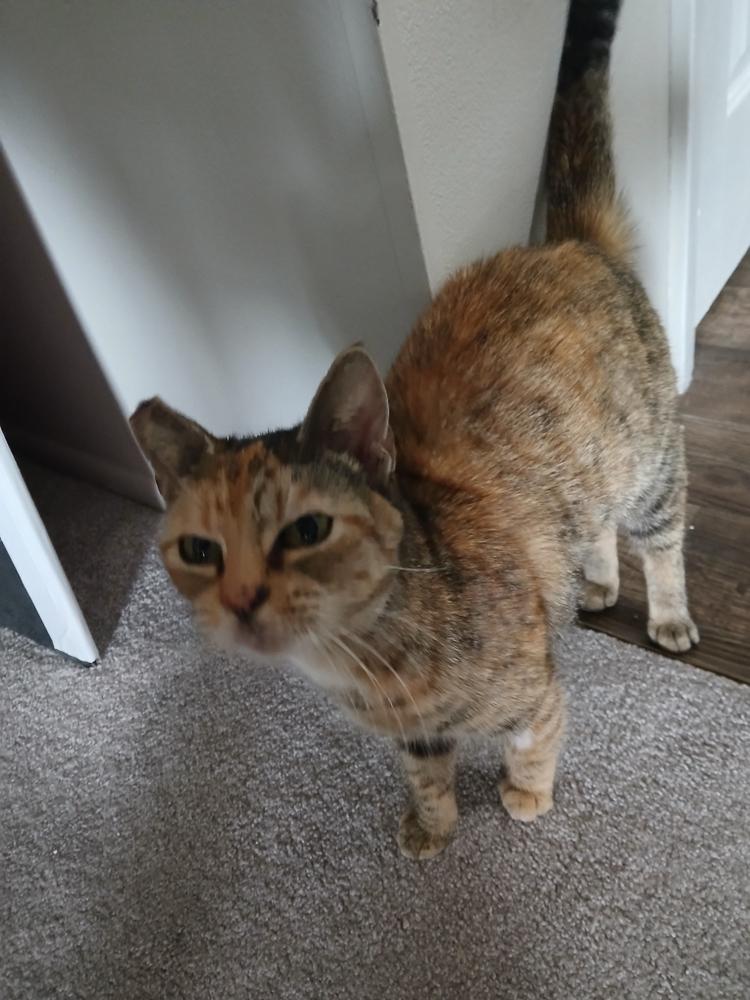 Enlarge Antonia, a Adoptable Domestic Short Hair in Orlando, FL image 5/5