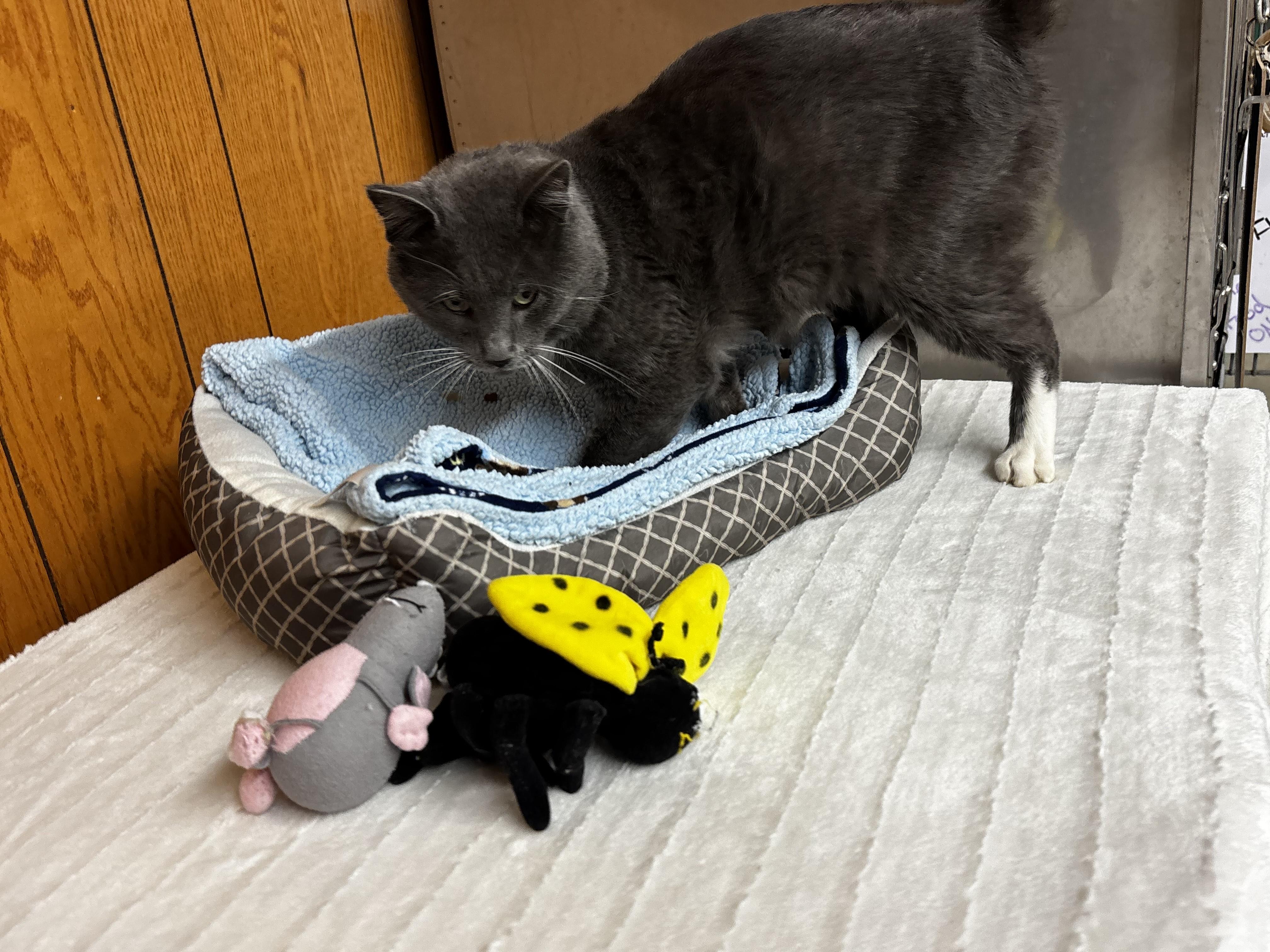 Enlarge Theodore, a Adoptable Domestic Short Hair in Fort Madison, IA image 3/5