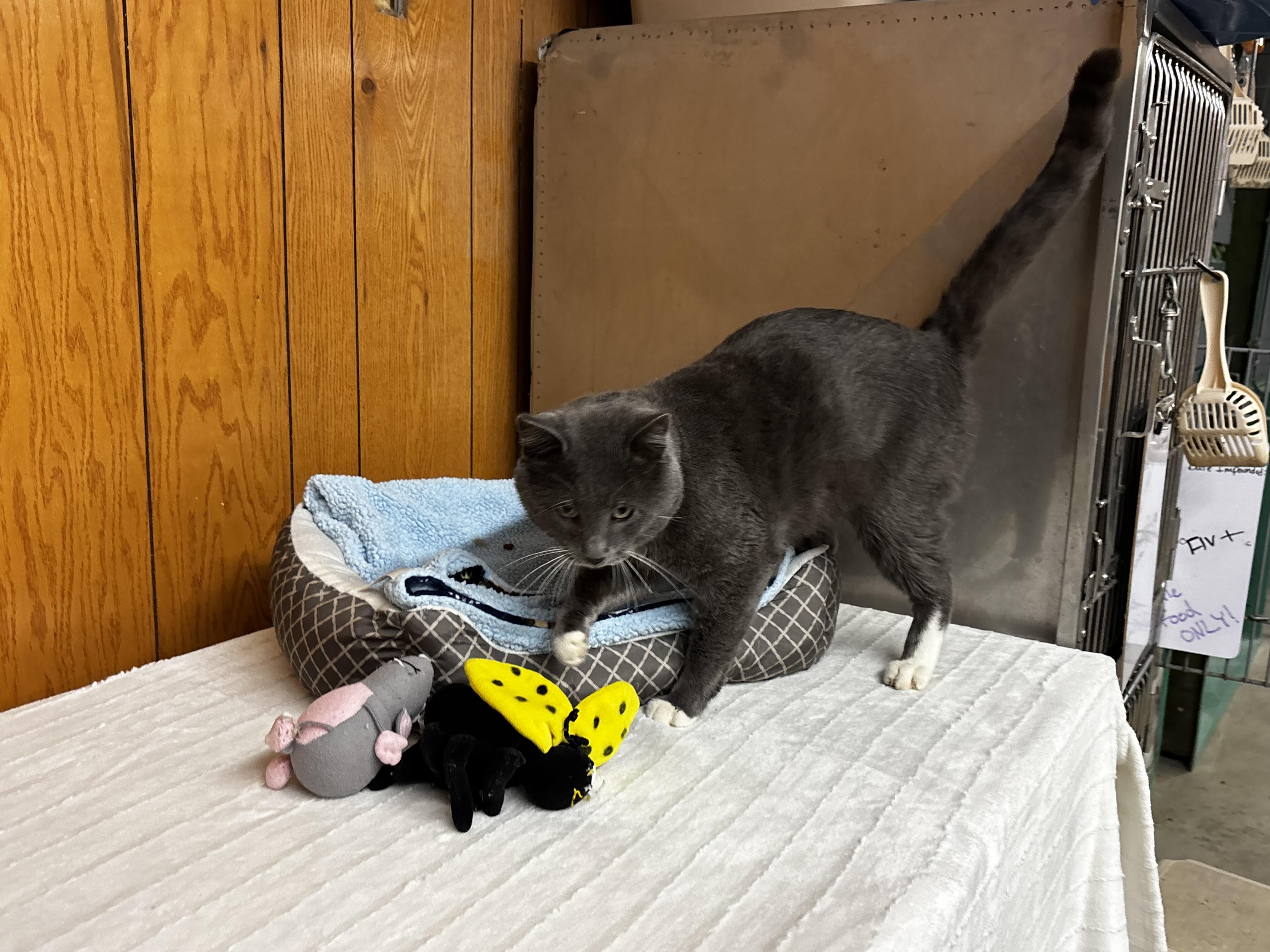 Enlarge Theodore, a Adoptable Domestic Short Hair in Fort Madison, IA image 4/5