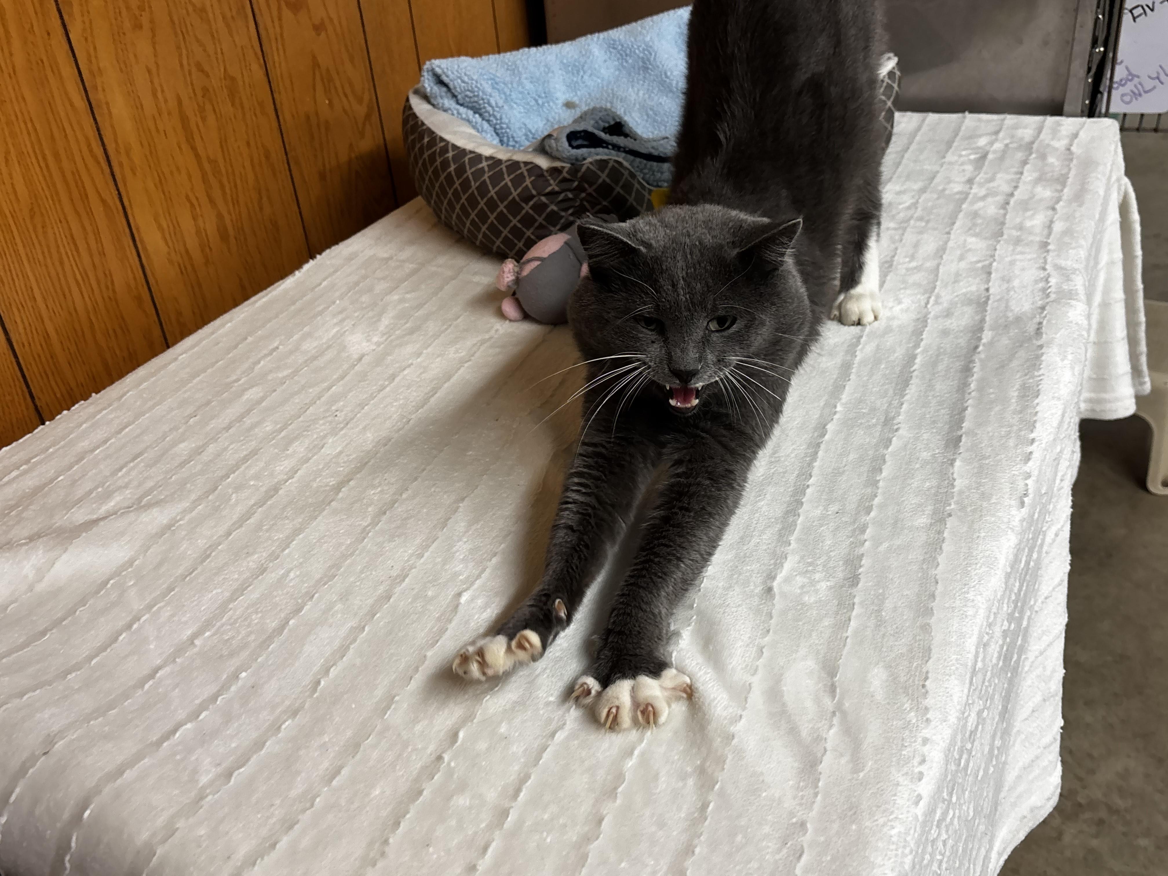 Enlarge Theodore, a Adoptable Domestic Short Hair in Fort Madison, IA image 5/5