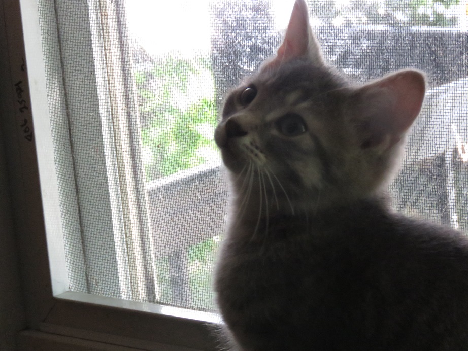 Enlarge Shadow, a Adopted Domestic Short Hair in Lasalle, QC image 3/6