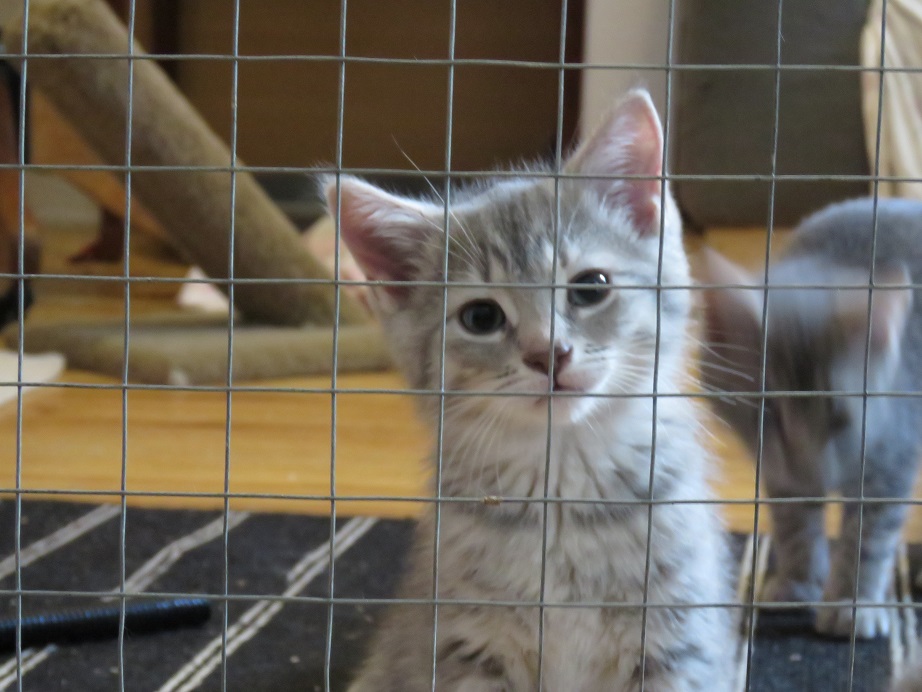 Enlarge Shadow, a Adopted Domestic Short Hair in Lasalle, QC image 5/6