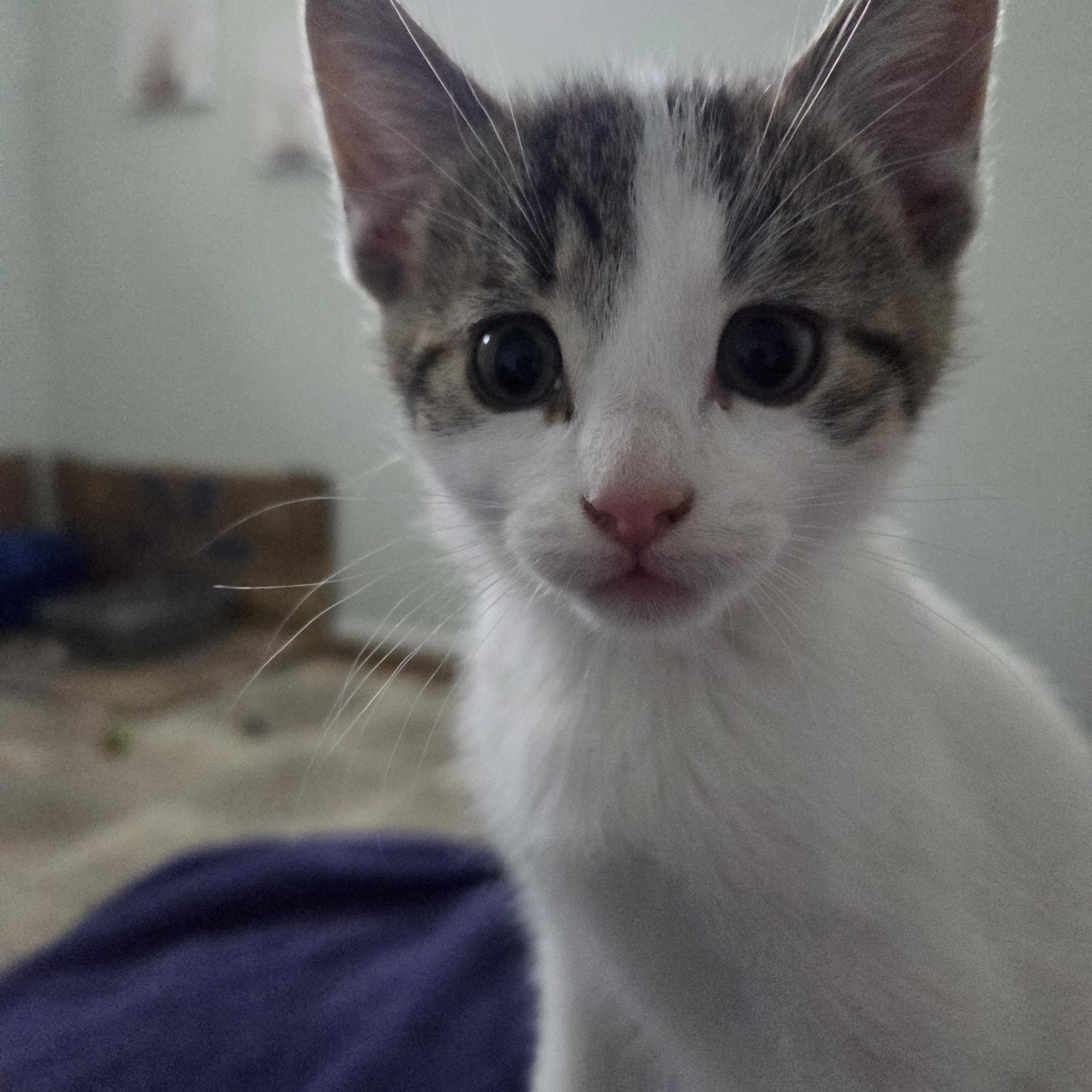 Enlarge Bandit, a ADOPTABLE Domestic Short Hair in Morden, MB image 3/3