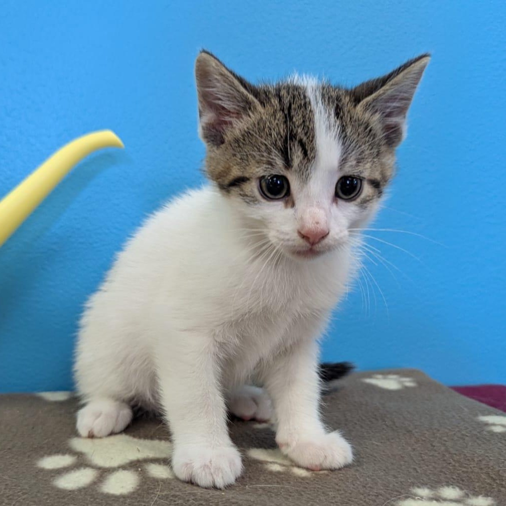 Enlarge Bandit, a ADOPTABLE Domestic Short Hair in Morden, MB image 1/3