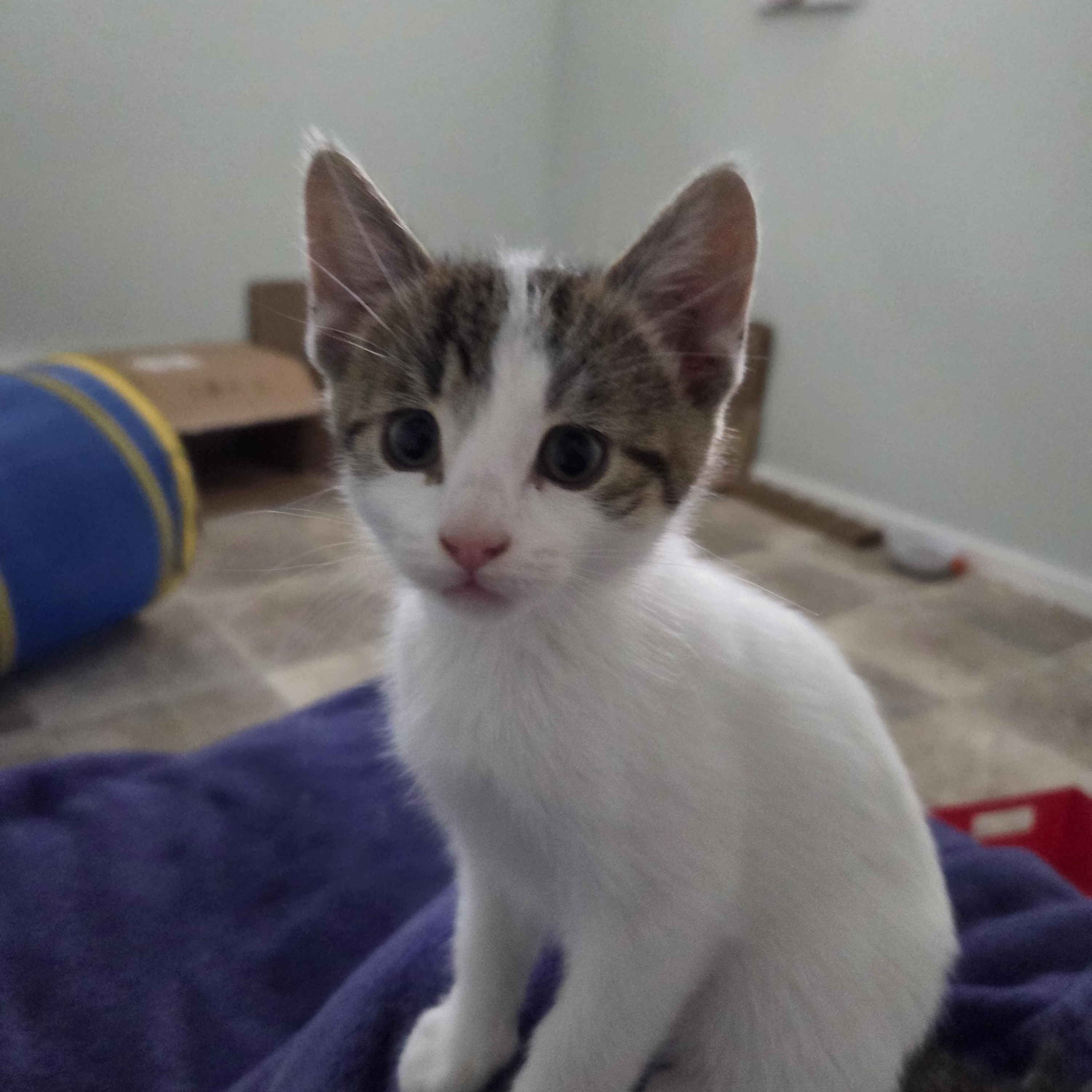 Enlarge Bandit, a ADOPTABLE Domestic Short Hair in Morden, MB image 2/3