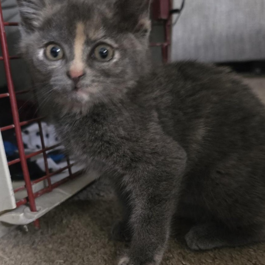 Posy, a ADOPTABLE mixed breed in Moriches, NY image 3/3