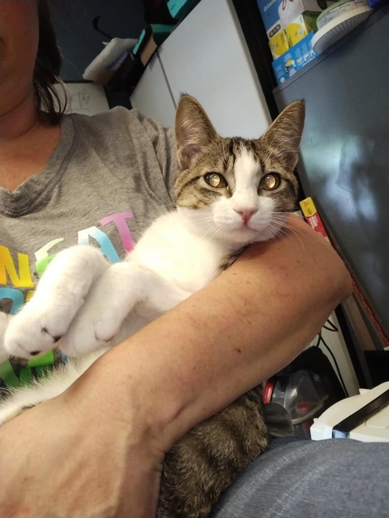 Buddy, a Adoptable Domestic Short Hair in LIberty, NY image 2/4