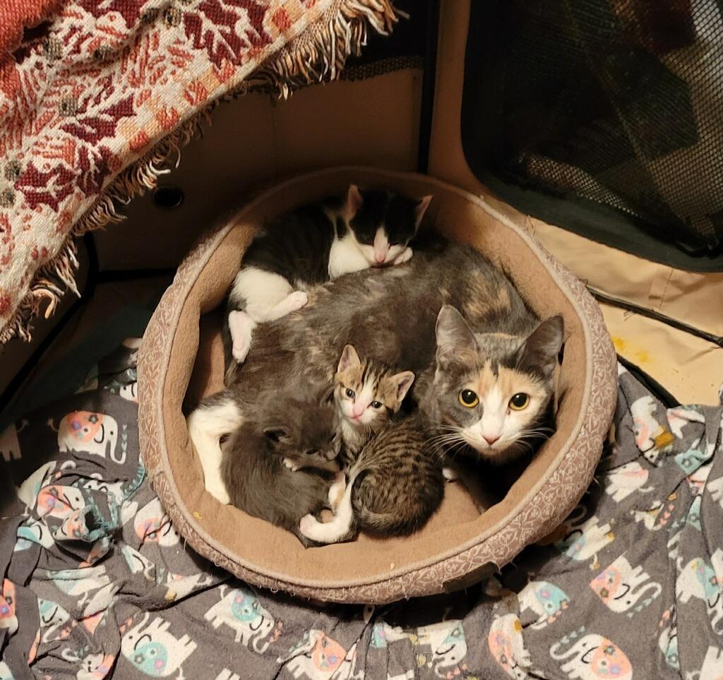 Buddy, a Adopted mixed breed in LIberty, NY image 2/4