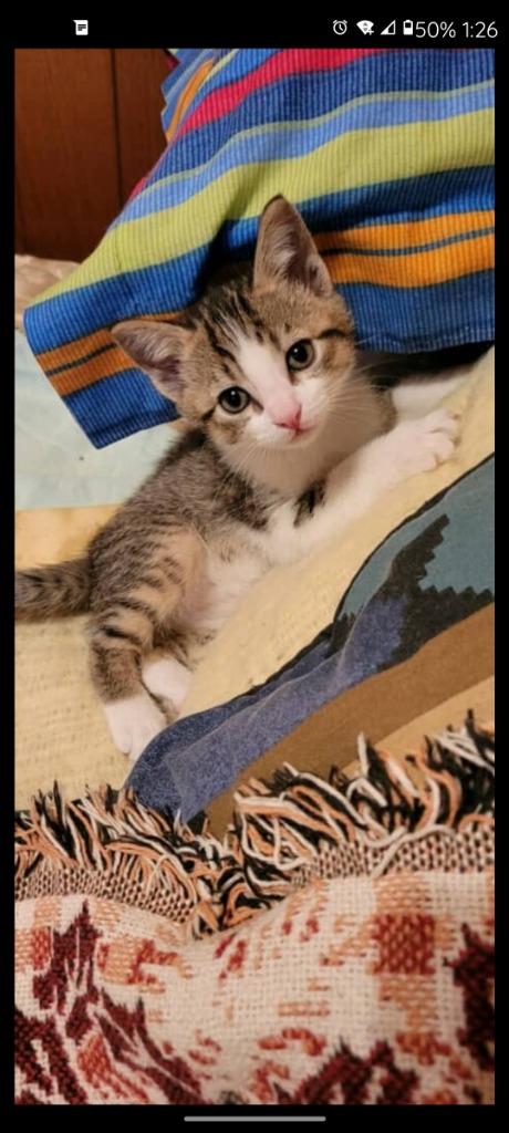 Buddy, a Adoptable Domestic Short Hair in LIberty, NY image 3/4