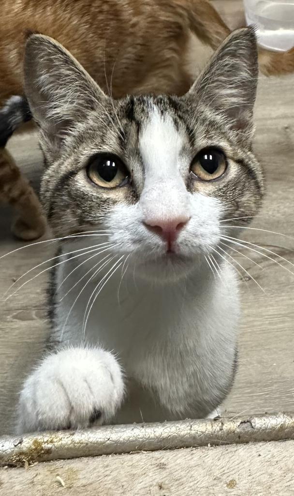 Buddy, a Adoptable Domestic Short Hair in LIberty, NY image 4/4