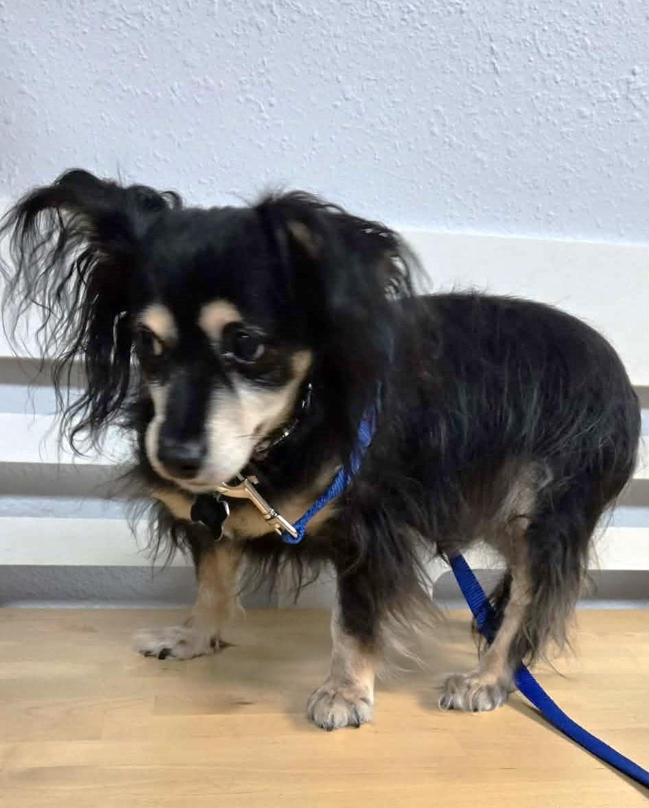 Sas, a Adoptable mixed breed in Eugene, OR image 2/3