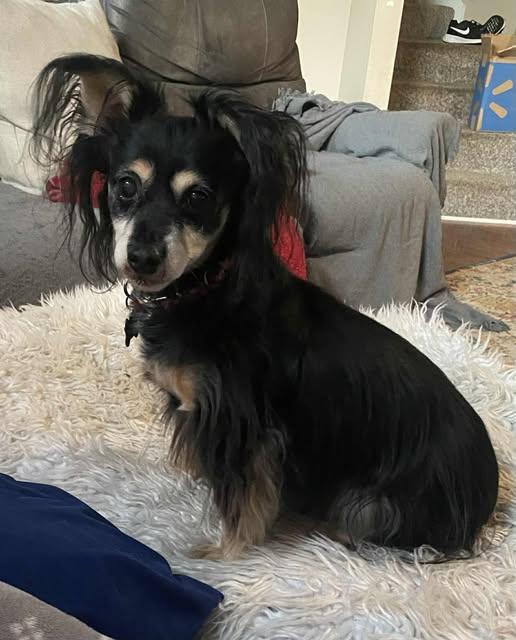Sas, Adoptable, Senior Male Dachshund (Long Haired).