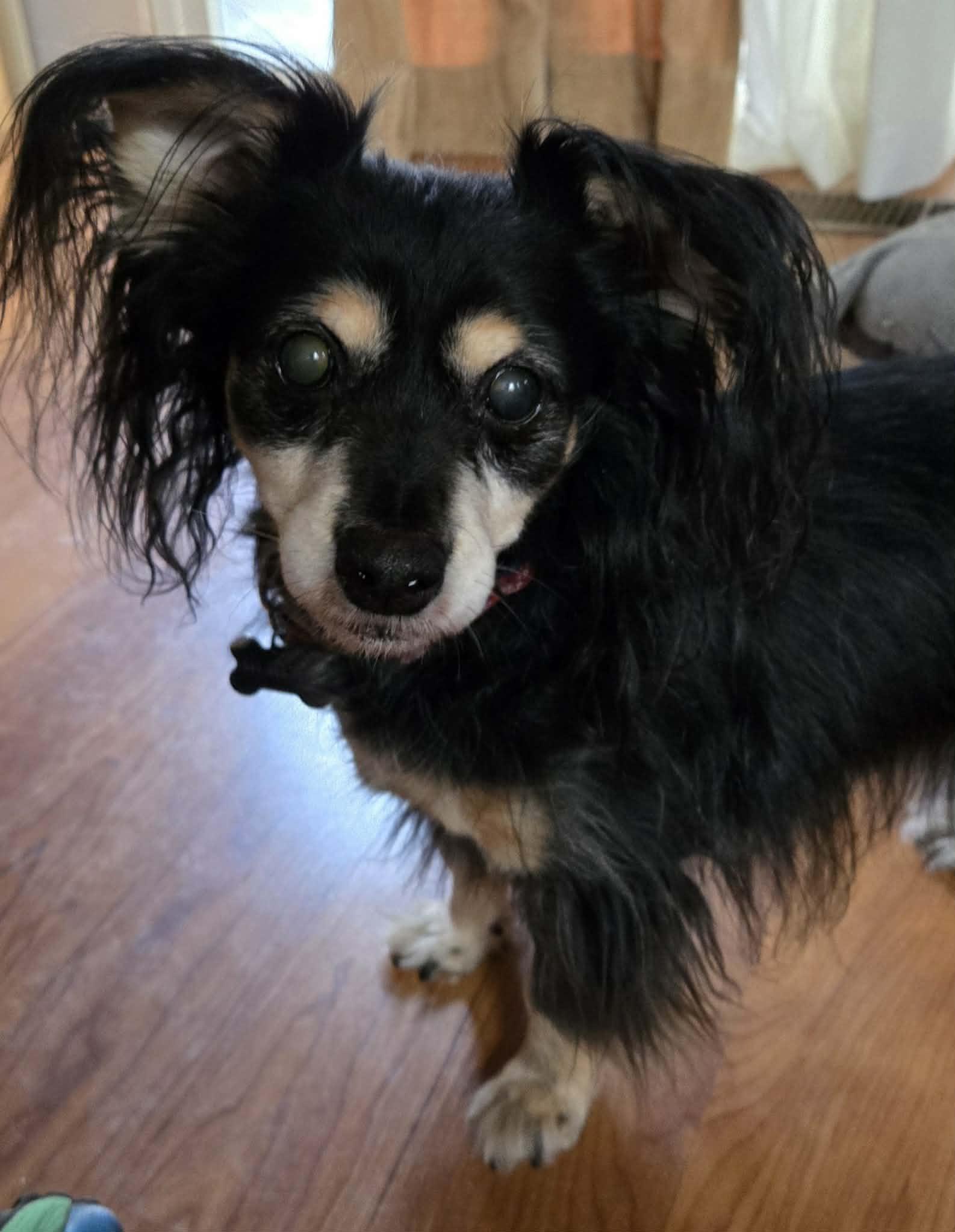 Sas, a Adoptable mixed breed in Eugene, OR image 3/3