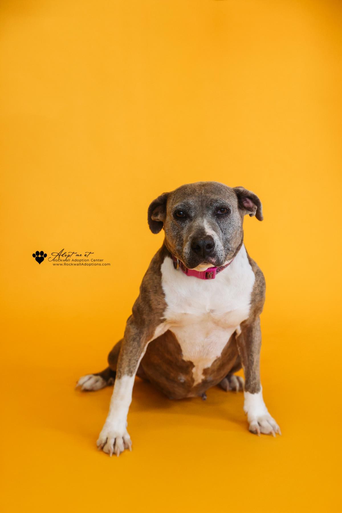 Kaia-$75 Adoption Fee! Diamond Dog!, Adoptable, Adult Female Pit Bull Terrier.