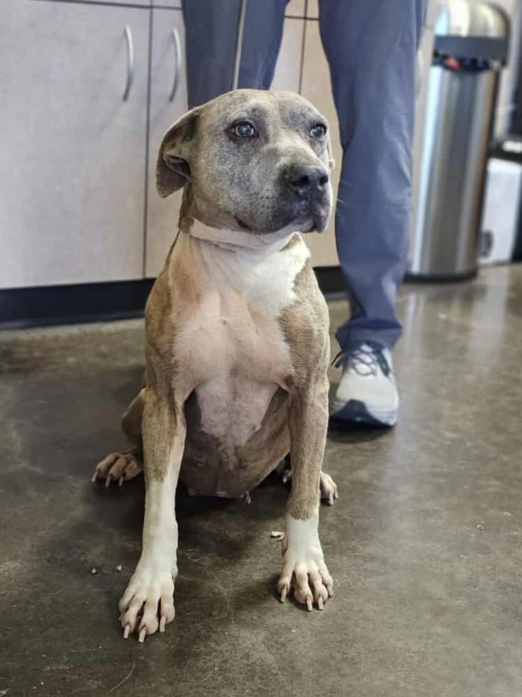Kaia-$75 Adoption Fee! Diamond Dog!, a Adoptable Pit Bull Terrier in Rockwall, TX image 2/3