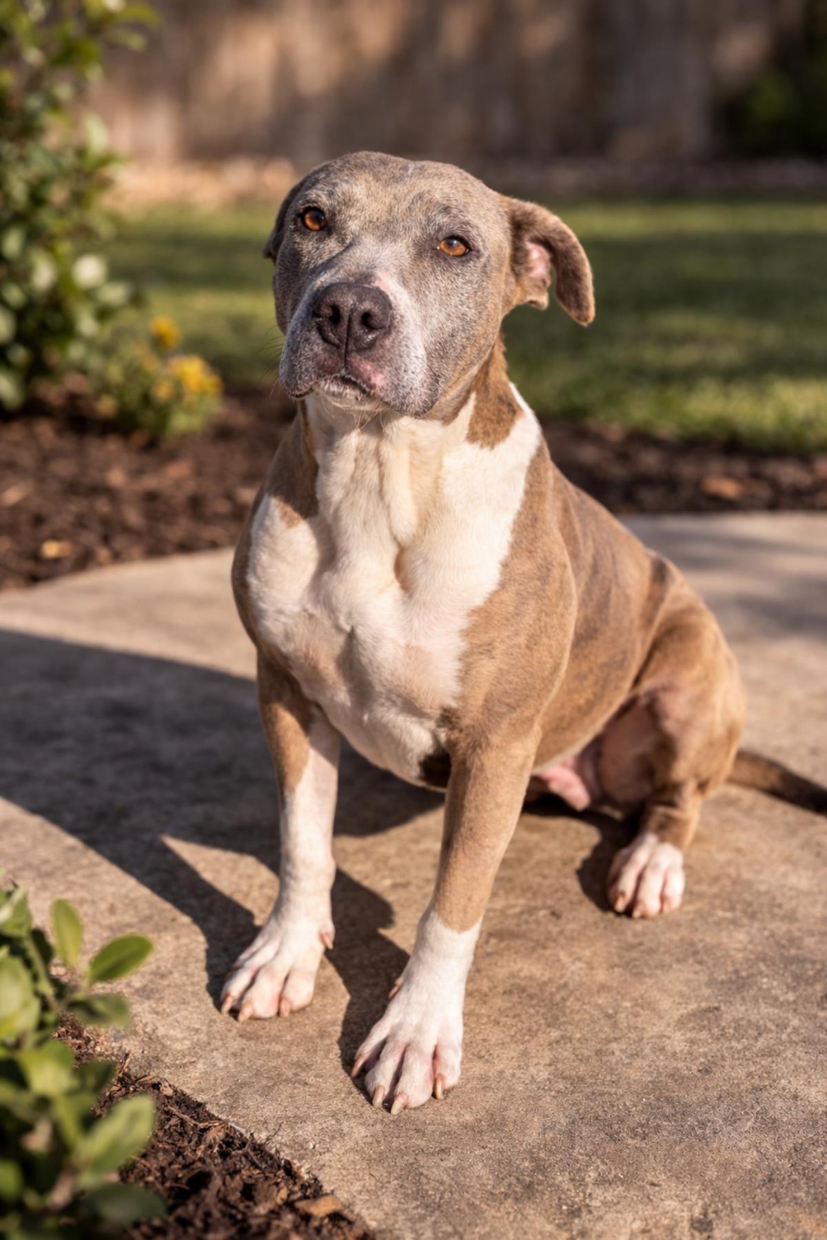 Kaia, Adoptable, Adult Female Pit Bull Terrier.