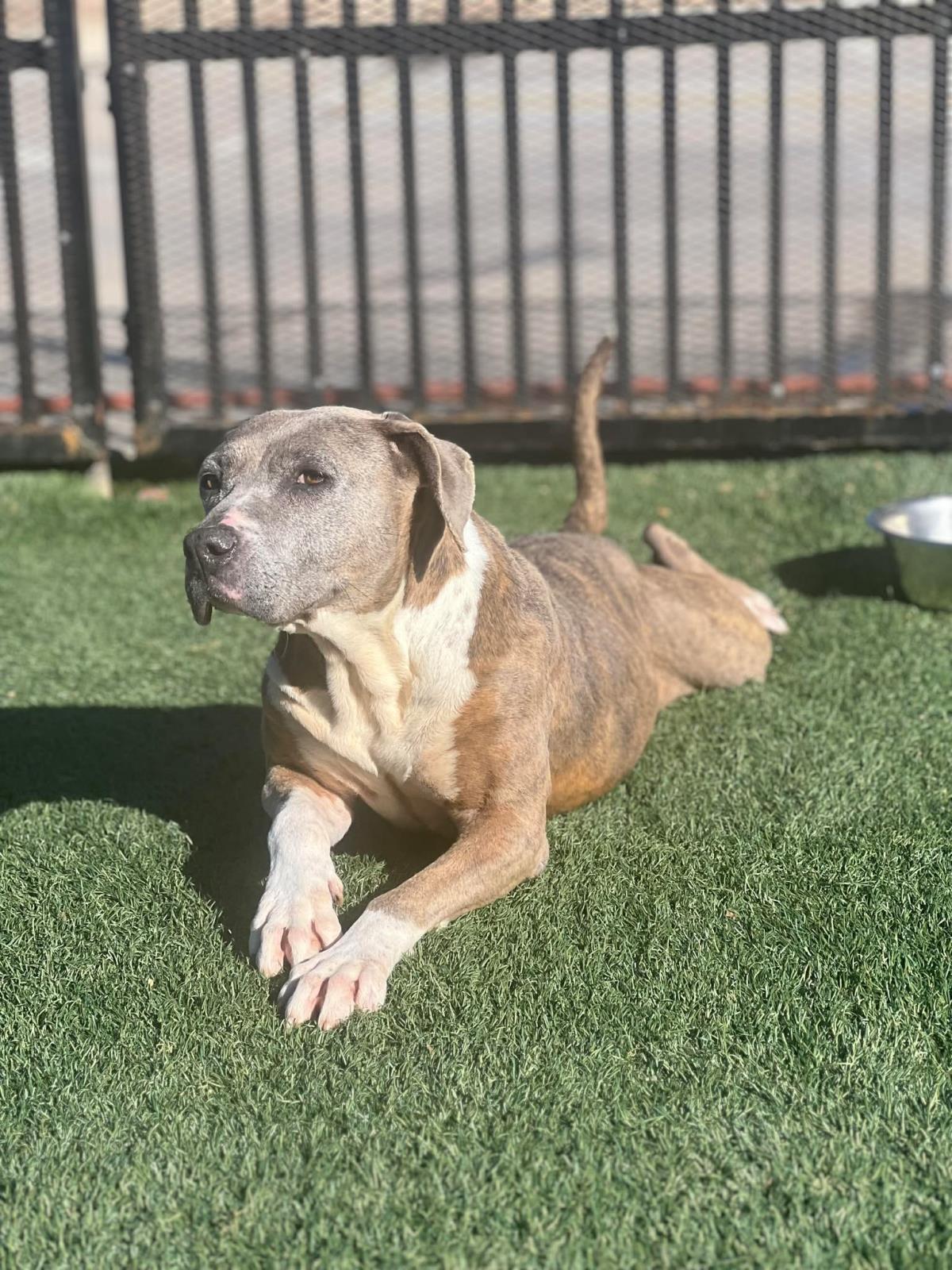 Kaia, a Adoptable Pit Bull Terrier in Rockwall, TX image 1/3