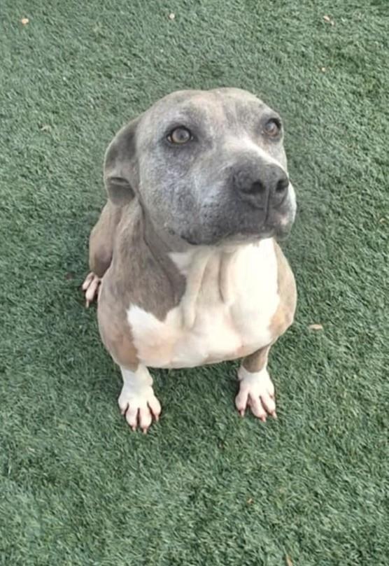 Kaia, a Adoptable Pit Bull Terrier in Rockwall, TX image 2/3