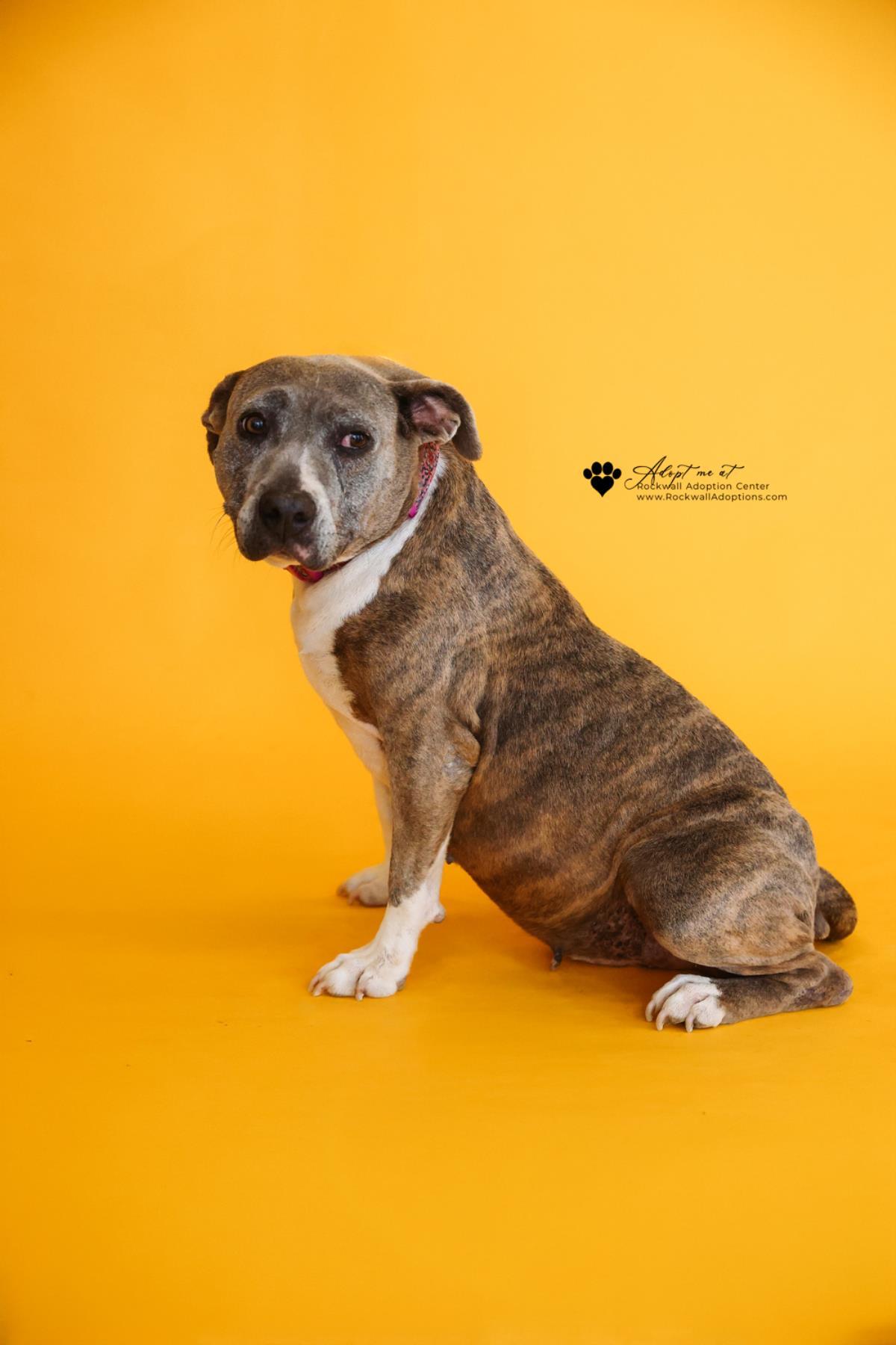 Enlarge Kaia-$75 Adoption Fee! Diamond Dog!, a Adoptable Pit Bull Terrier in Rockwall, TX image 3/3