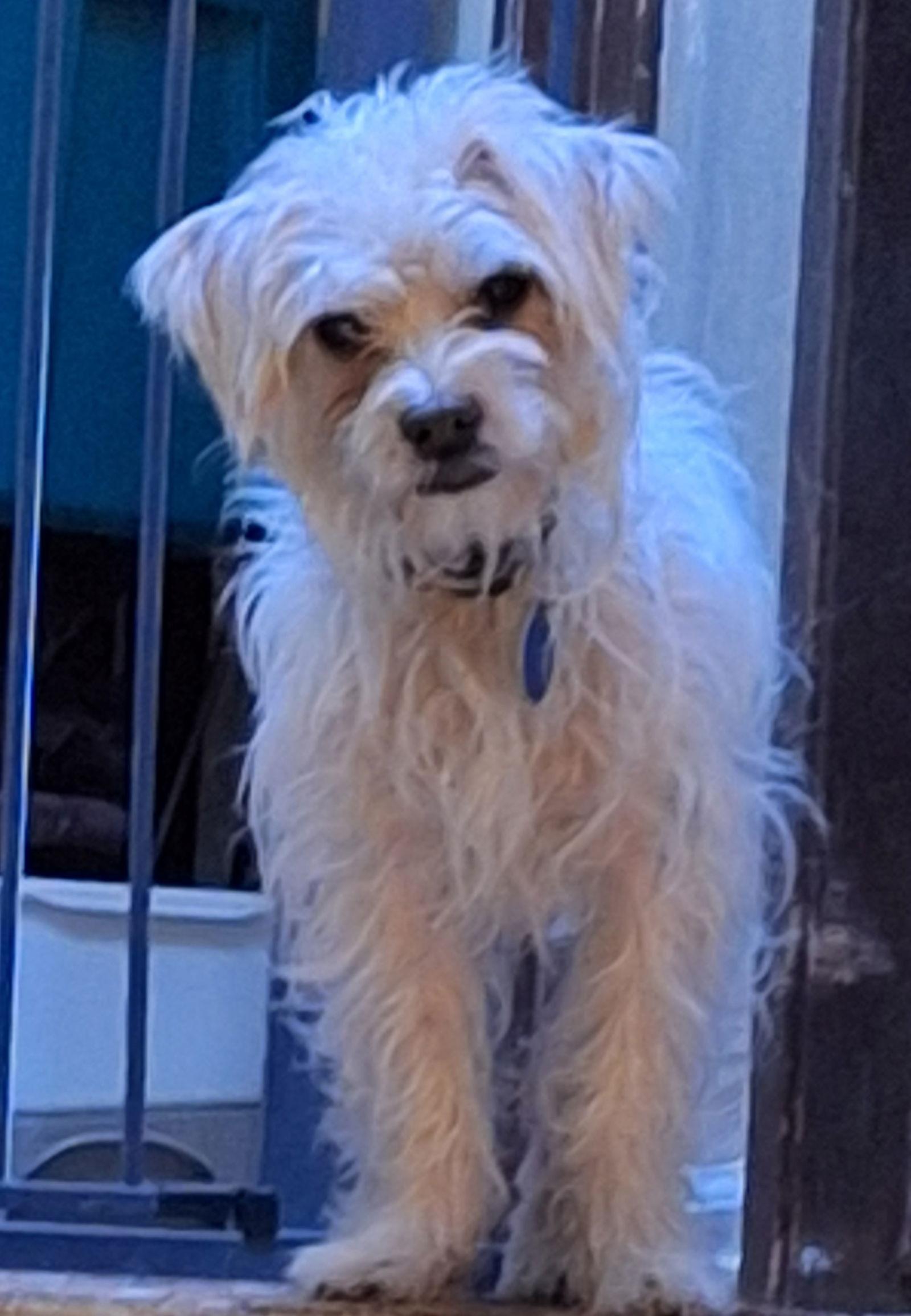 Kiwi, Adoptable, Adult Male Shih Tzu & Terrier.
