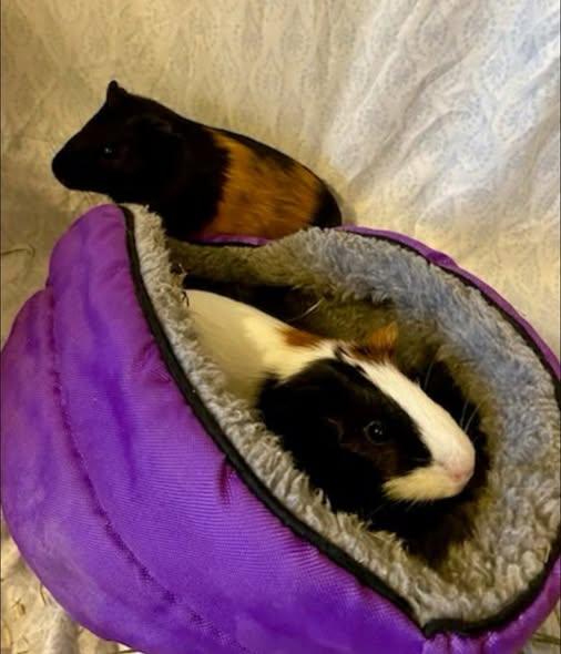 Tiberius and Julius, Adoptable, Young Male Guinea Pig.