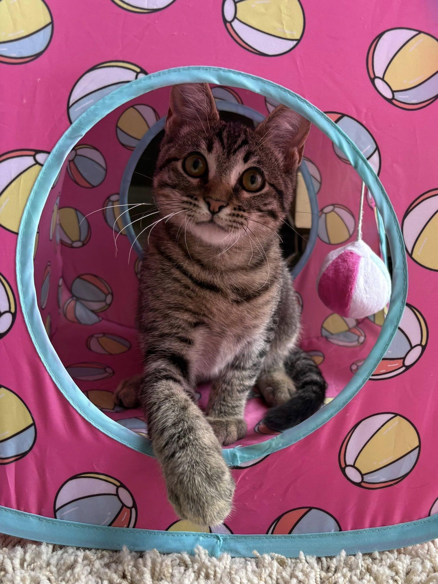 Wiley, a ADOPTABLE Domestic Short Hair in Frisco, TX image 3/4