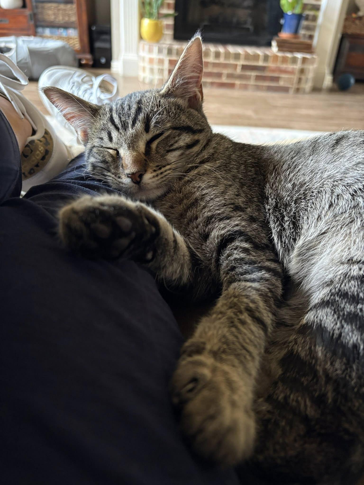 Wiley, a ADOPTABLE Domestic Short Hair in Frisco, TX image 1/4