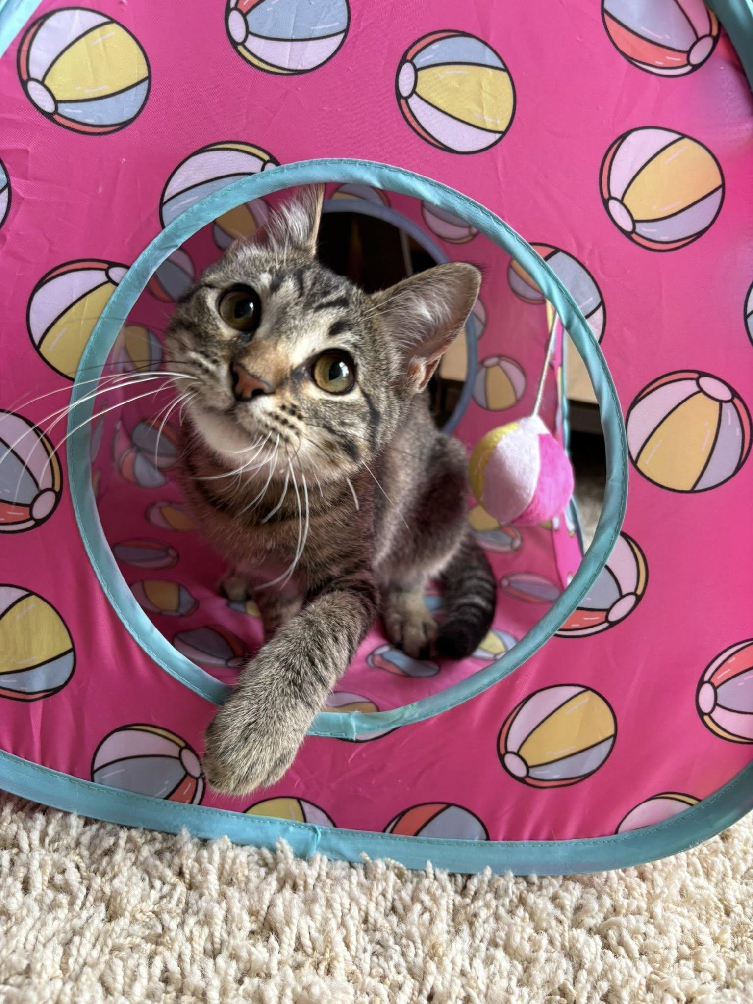 Wiley, a ADOPTABLE Domestic Short Hair in Frisco, TX image 2/4