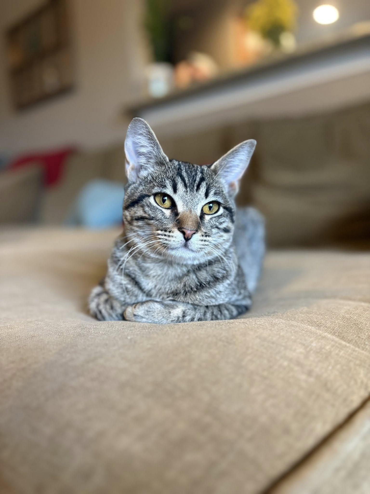 Wiley, a ADOPTABLE Domestic Short Hair in Frisco, TX image 4/4