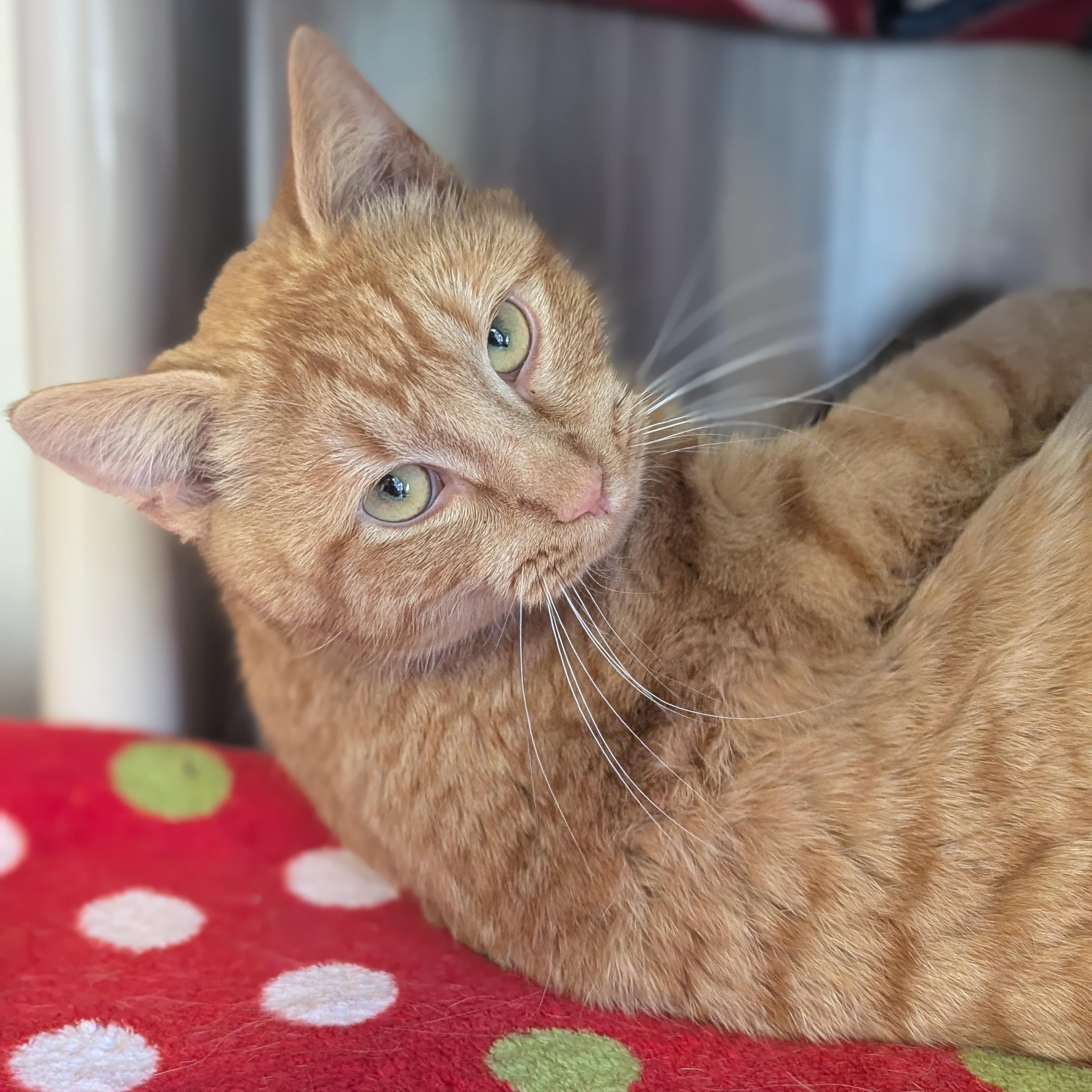 Enlarge Shrimp, an adopted Domestic Short Hair in Jefferson, WI image 3/5