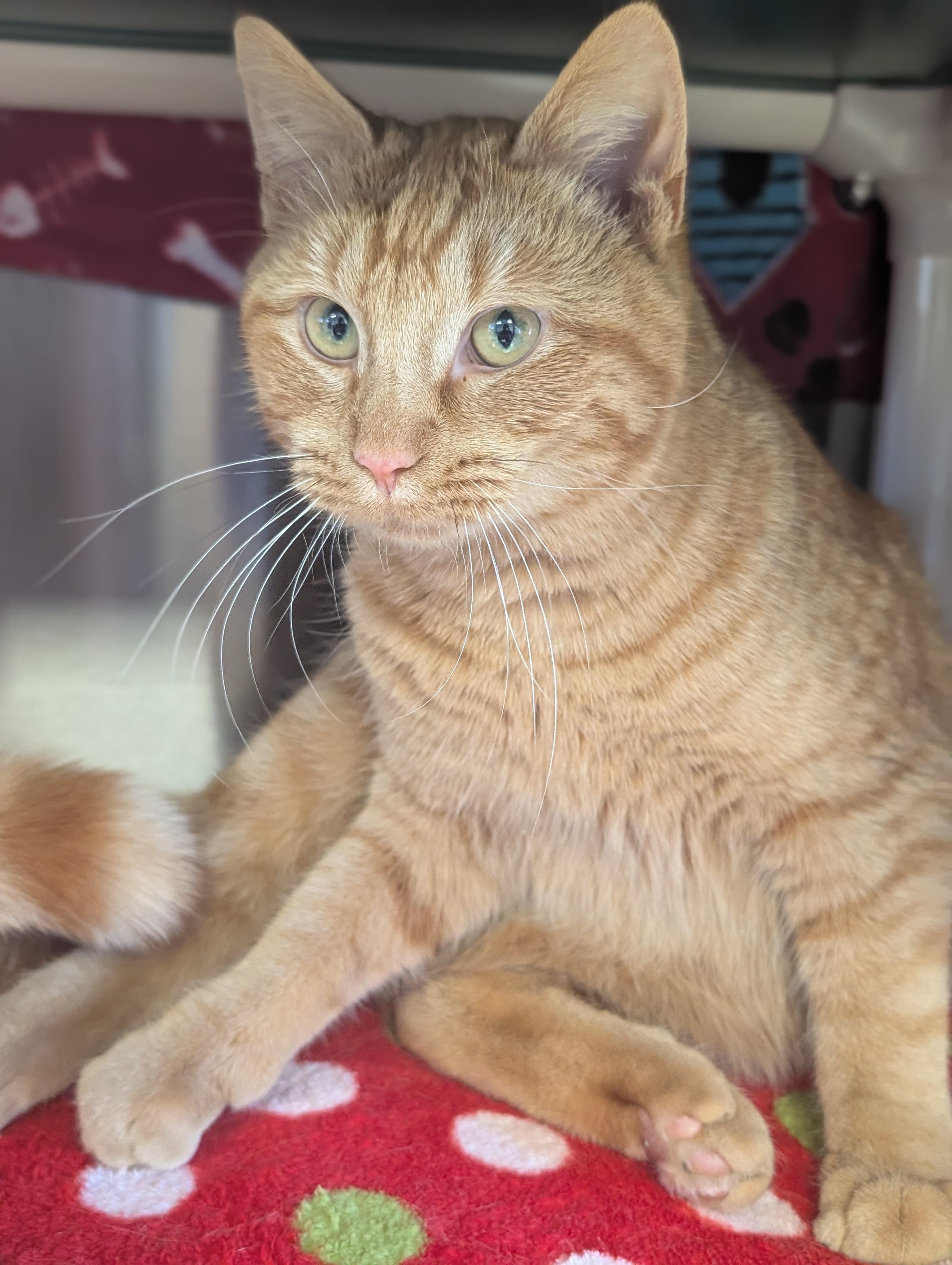 Enlarge Shrimp, an adopted Domestic Short Hair in Jefferson, WI image 5/5